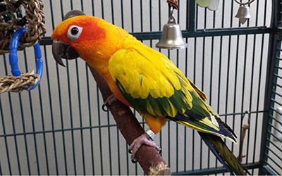 Sun Conure