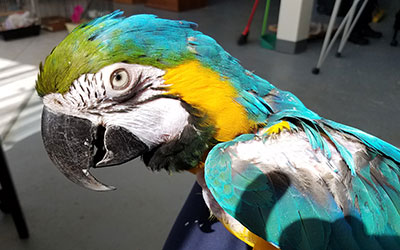 blue and gold Macaw